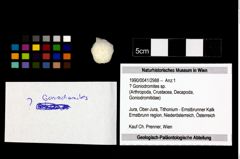 Foto (Objekt + Etikett) von ? Goniodromites sp.  (NHMW-GEO-1990-0041-2988)